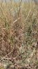 Карагана скифская на территории Зелёнорощенские берега Россоши