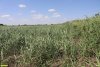 Россошанский ирисовый луг
