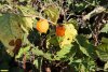 Физалис обыкновенный на Кургане Гатлукаевский Большой