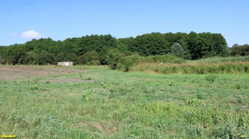 Кургуев лес