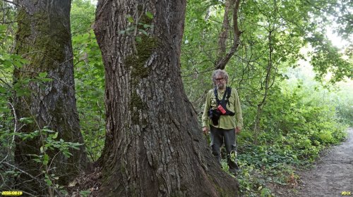 Координатор ЭВСК А.Рудомаха рядом с огромным деревом тополя белого в Бжедуховском лесу
