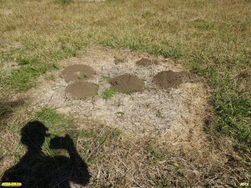 Кротовины в Незаймановской степи