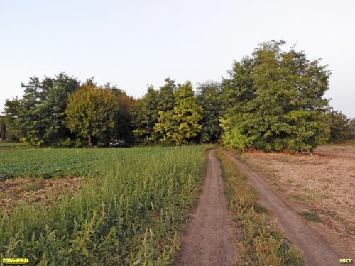 Греблянская роща