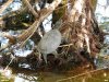 Европейская болотная черепаха в Лысовицком Куте