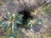 Лисья нора на Кургане Вербицком