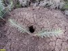 Нора степного грызуна в Урочище Холявкины курганы