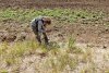 Координатор ЭВСК А.Рудомаха определяет виды растений на Кургане Восточно-Днепровском