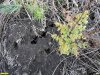 Норы мелких грызунов на Кургане Пискуновский