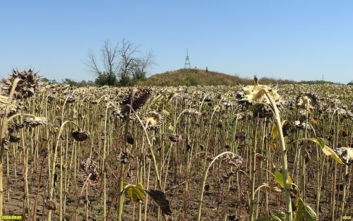 Курган Барыбинский окружён засеянным подсолнечником полем