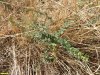 Карагана кустарниковая на Восточно-Полтавском берегу Бейсуга