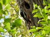 Большой пёстрый дятел в Полтавской степи