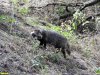 Енотовидная собака на территории Пискуновского высокого берега Бейсуга
