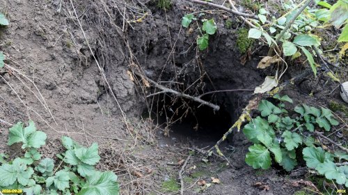 Лисья нора на Кургане Бейсугско-Незаймановский