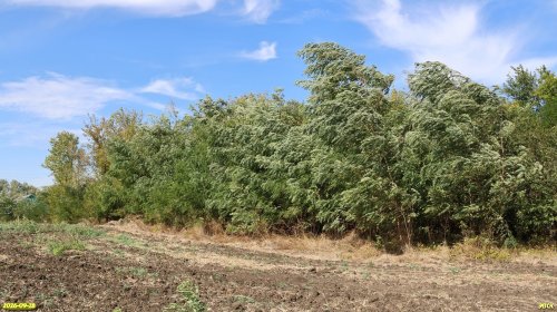 Платоновская роща