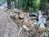 Вдоль волоков - сплошные дрова, брошенные в лесу