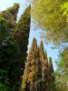 На территории турбазы "Южная" растут вечнозеленые кипарисы
