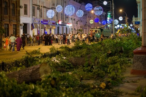 В Краснодаре на месте уничтоженных деревьев на главной улице высадят кусты по 30 тыс. рублей за штуку