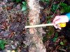 Замер диаметра ствола (около 15 см) сломанного дерева самшита колхидского