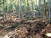 Захламленность лесосеки - один из признаков работы "чёрных лесорубов"