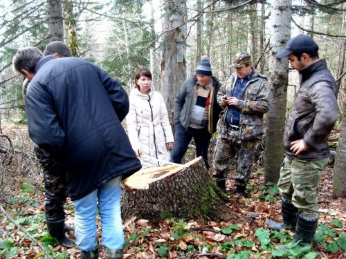 Официальная проверка вырубок в Цицинском лесничестве