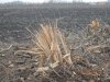 В Краснодаре на улице Россинского незаконно вырублена лесополоса