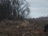 В Краснодаре на улице Россинского незаконно вырублена лесополоса
