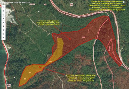 Схема расположения переданных в аренду Ованесову А.Ш. и ООО "Царская охота" земель, на которых намечена вырубка сосны пицундской