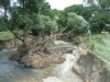 По наносам на дереве видно, какой был уровень воды в реке Псыж
