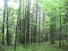 Лес, не затронутый вырубками