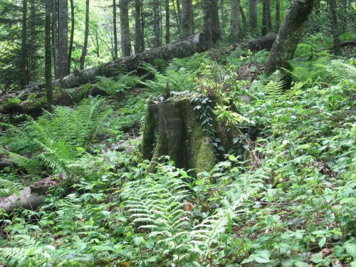 Вырубки в районе р.Шумичка