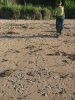 Очень часто встречались следы на песке от заходов водяных ужей в море