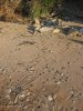 Змеиные следы на песке