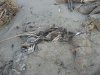 На берегу встречались полуразложившиеся мертвые птицы, погибшие от мазутного загрязнения