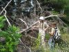 Инспекция парубки сосны пицундской в районе урочища Молоканова щель