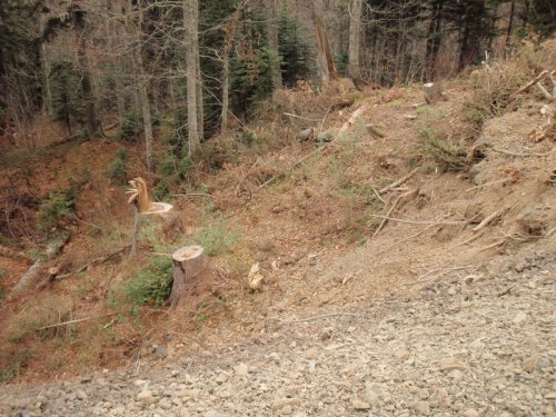 Срубленные деревья на участке, расчищенном для дороги