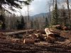 Склад древесины лесозаготовителя К.Парталяна