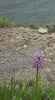 офрис сосочковый, анакаптис пирамидальный, офрис пчелоносный  орхидеи