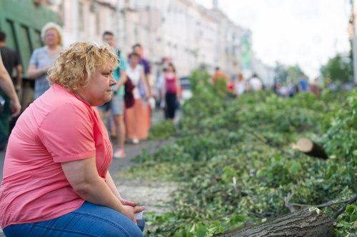 В Краснодаре на месте уничтоженных деревьев на главной улице высадят кусты по 30 тыс. рублей за штуку